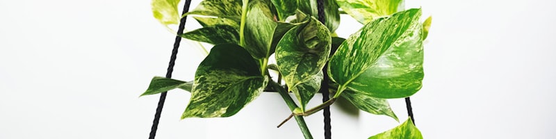 历史比赛数据分析图表